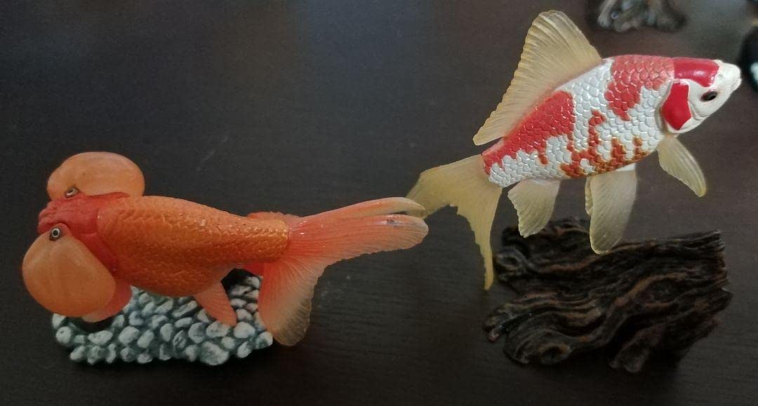 原色鑑賞魚図鑑I 金魚 フィギュア まとめ売り Amazon.co.jp: 原色観賞魚図鑑Ⅰクロデメキン金魚黒出目金フィギュア