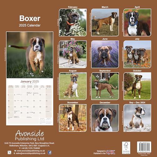 Boxer 2025 - 16-Monatskalender: Original Avonside-Kalender [Mehrsprachig] [Kalender] (Wall-Kalender)