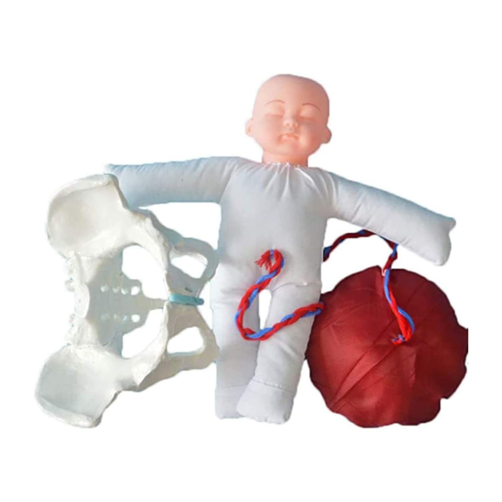 Buy ABGRC Female Pelvis Childbirth Anatomical Model, Birth