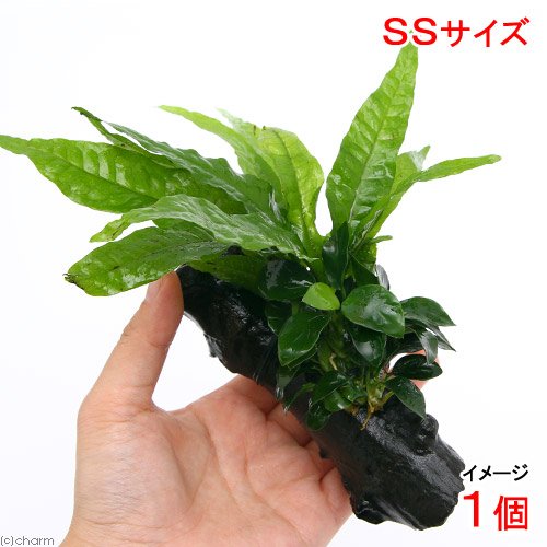 Amazon.co.jp: （水草）アヌビアスナナ プチ＆ミクロソリウム