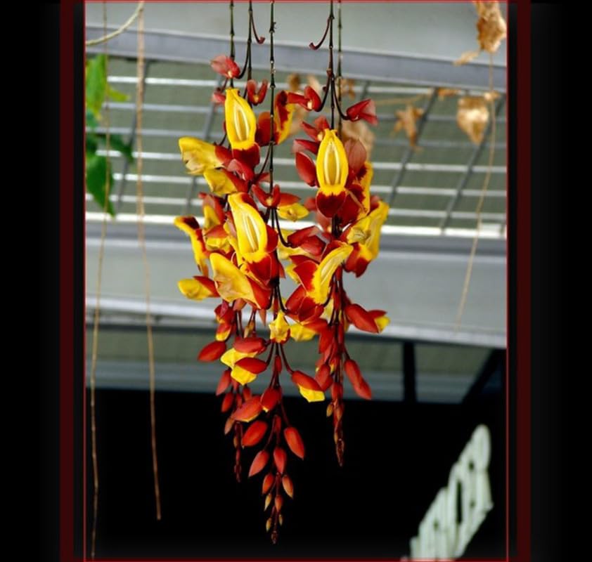 Basor lota plant Pack of 1 Healthy Live flowering Plant