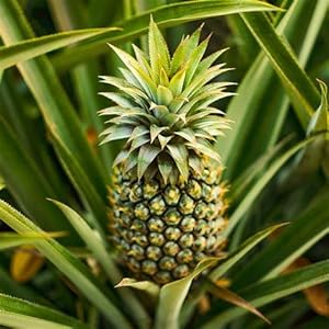 Genipap 20 Ananas fruitzaden