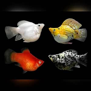 5 Pack Sailfin Balloon Molly Live Fish for Freshwater Aquariums