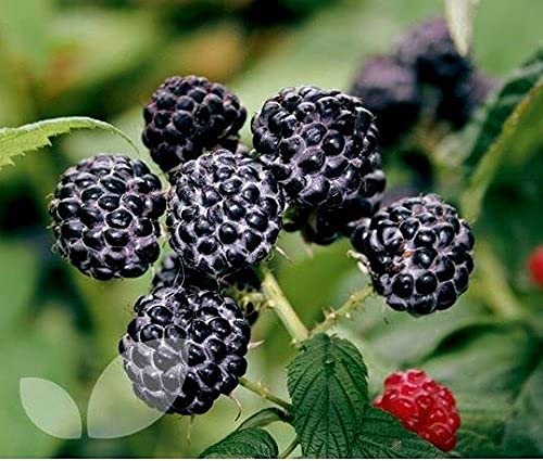 Urban Turtle Black Raspberry Fruit Seeds (Pack Of 10) By Urban Turtle (B096X2T49R) Amazon Price History, Amazon Price Tracker