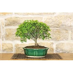 Esdoorn bonsai Palmatum Kiyohime (22)