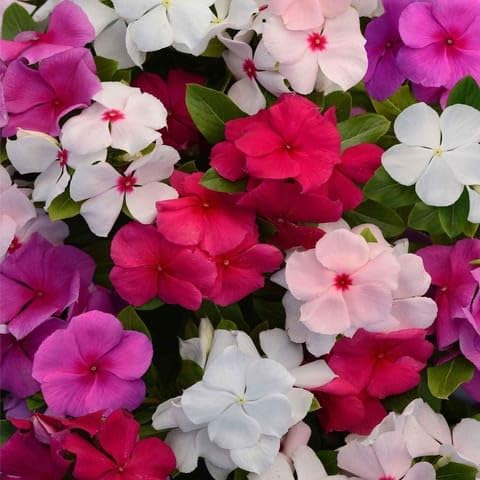 JRN Best Nursery Set of 40 - Sadabahar/Periwinkle/Vinca Desi (any colour) in 4 Inch Nursery Bag-image-38