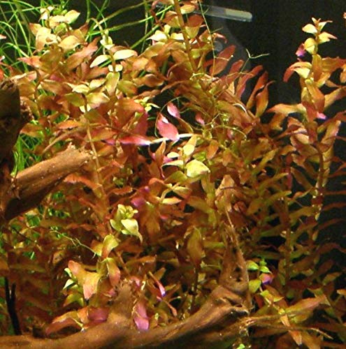 10 Töpfe + 10 Bund Wasserpflanzen, Aquarienpflanze