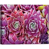 SIGNWIN Canvas Wall Art Red, Pink and Magenta Sempervivum Red Beauty Succulents Botanical Plants Photography Modern Art Tropical Group Colorful Ultra for Living Room, Bedroom, Office - 12x18 inches