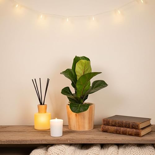 Fiddle Leaf Fig Houseplant with Rustic Ceramic Pot - Indoor Greenery | Luxe Leaf Plants UK