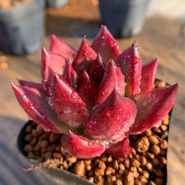 Amazon.co.jp: 農園直売 多肉植物 寄せ植え エケベリア属 紅檀（種 