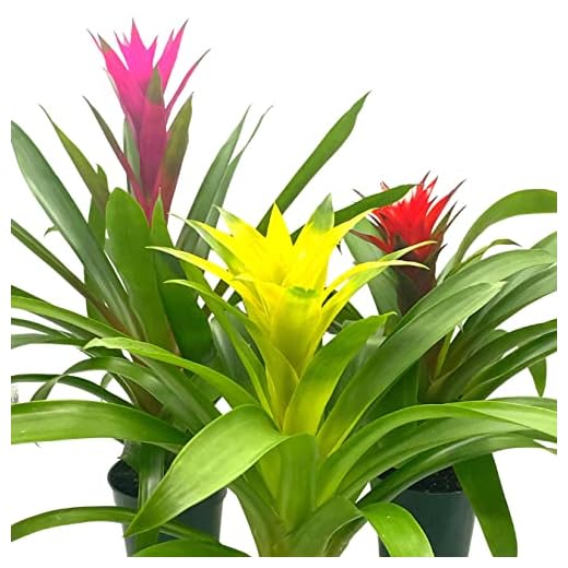 Colorful Bromeliad Assortment Set of 3