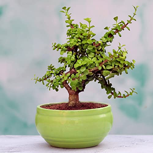 Lasaki Bowl Small Green Ceramic Pots for Indoor Plants, Planters, Flower, Pots, gamla, Outdoor, Balcony, Home, Garden, Office Decor, Succulent Pot(D - 15 X H - 8 cm)(Plants not Included)