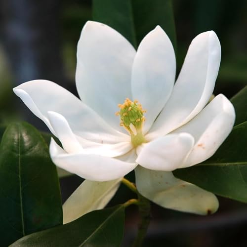 Sweetbay Magnolia image