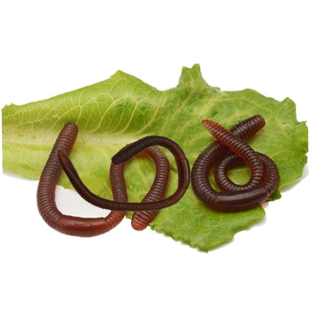 Amazon.co.jp: 人工ミミズ 本物そっくり 柔らかい 昆虫