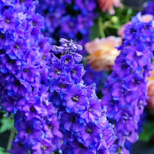 Semillas de delphinium, perenne resistente semillas de delphinium exótico perenne resistente que cubre el suelo Balcón con y para 100pcs