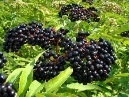 One Live Rooted Cold Hardy Elderberry