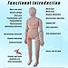 Life Size 5.4ft Medical Mannequin for Training Full Body Patient Care Mannequin with Storage Bag and Hospital Gown for CPR and Nursing Training Skills Teaching Props