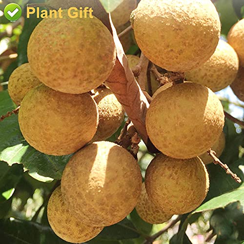 PlantGift Natural Dried Longan 100G/3.52oz 桂圆肉100% fruit Meat, No Sugars, Used in teas, Dessert, Edible, Cooking, Premium Quality