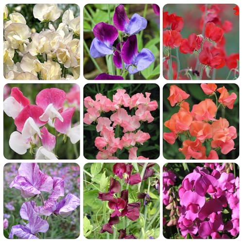 300+ Perennial Lathyrus Odoratus Flower Seeds for Planting Outdoors-Sweet Peas Vine Seed Annual...