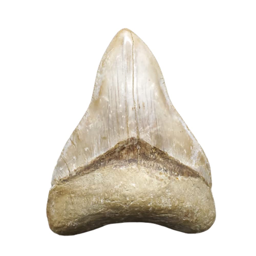 Amazon | 【化石専門店 LOLO】極上 メガロドン 歯 化石 本物