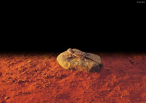 Rocher chauffant Exo Terra PT2000 à diffusion thermique constante - 3
