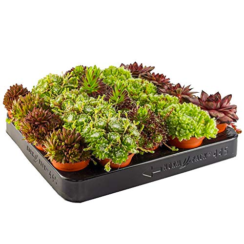 Gardeners Dream 20er'Sempervivum' Sukkulenten Topf Set - Hauswurz Echte Pflanzen Winterhart Mix - Bodendecker Winterhart Mehrjährig Sortiment -...