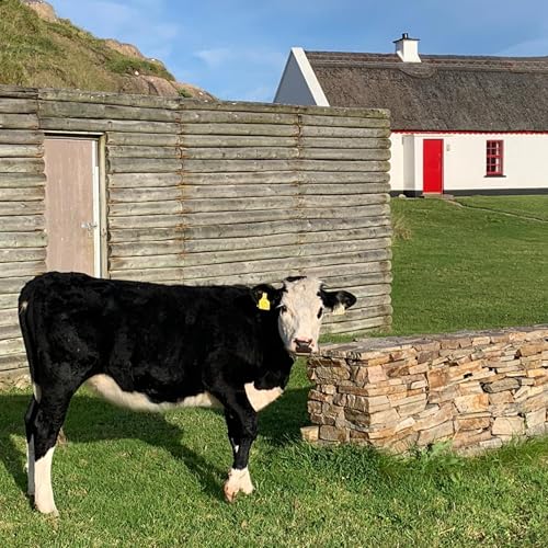 The way of the cow
