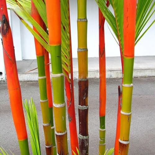 Semillas de bambú Phyllostachys Pubescens, 100 unidades, negro, morado, verde, adecuado para macetas y exteriores, ideal para balcón, terraza, jardín pequeño