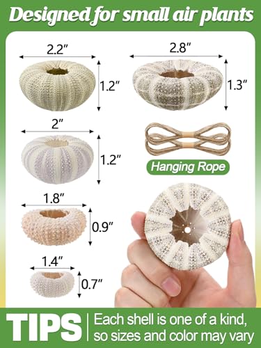 Image of ANPHSIN 5 Pack Mini Sea Urchin Shell Air Plant Holders, 5 Styles, No Plants | Decorative Hanging Air Plant Pot, Tillandsia Succulent Display Container for Home Gardening Gifts Beach Theme Party Decors