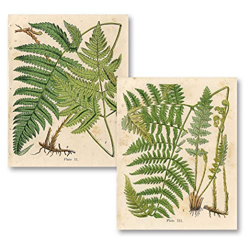Catálogo para Comprar On-line Impresiones antiguos Top 5. 37 Gango Home Decor - Impresiones botánicas populares de helecho antiguo; dos impresiones de póster de 11 x 14 pulgadas