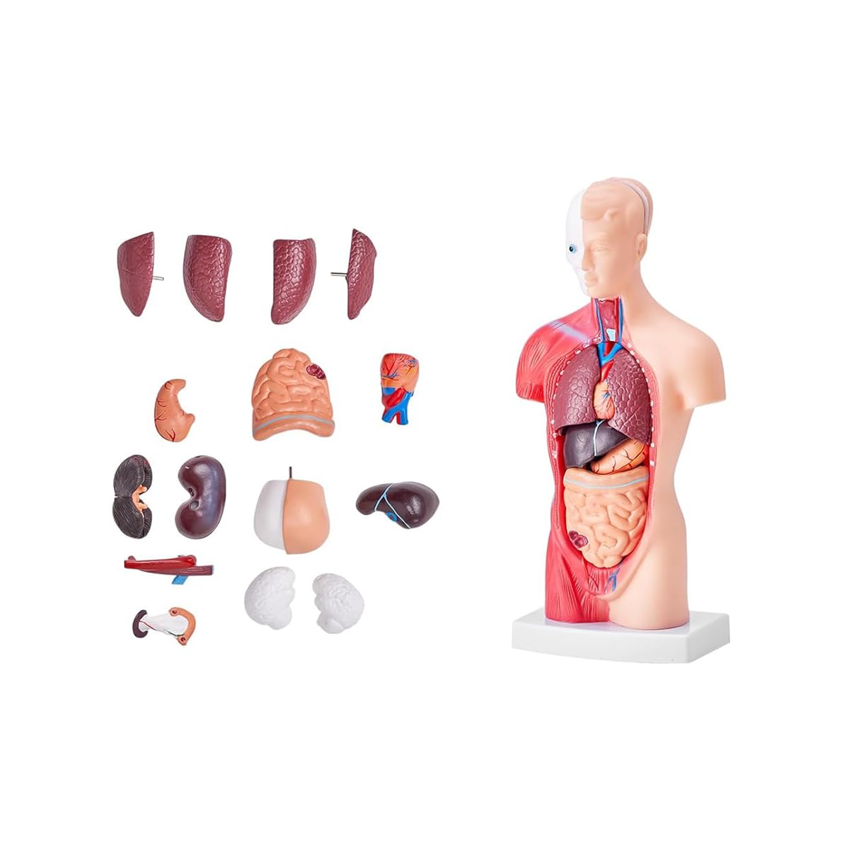 Modèle d'anatomie du corps humain 28 cm : torse humain 3D avec organes