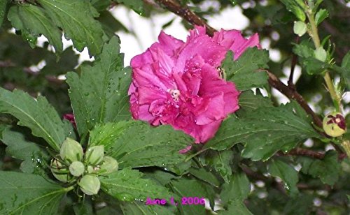 Pixies Gardens (1 Gallon Pot) Althea Lucy Double Red Blooms(Rose of Sharon) Produces Lots of Double Red Blooms in The Summer