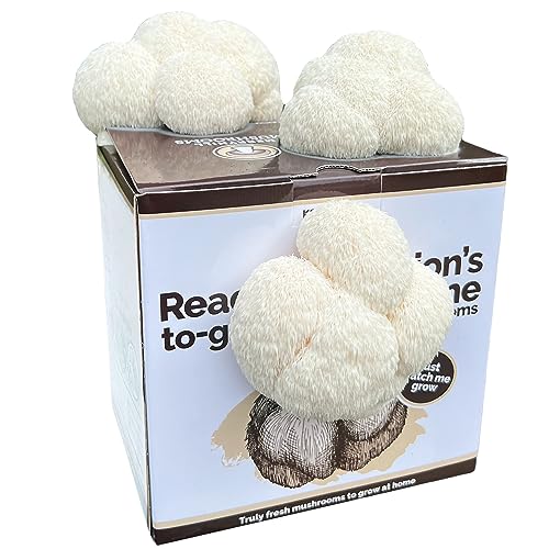 Merryhill Mushrooms - Ready Growing XL Lions Mane Mushroom Growing Kit | Easy to Grow Perfect Indoor Gardening Gift Large Yield and Harvest | Fun to Grow Gourmet Mushroom | Grow Your Own Kits |