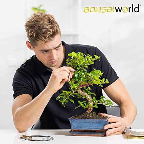 vdvelde.com - Bonsai Voeding – Plantenvoeding – 250 ml – 100% biologisch - Afbeelding 7