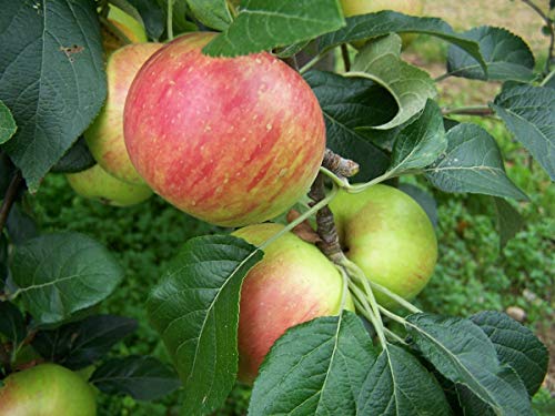Common Apple Tree Seeds For Planting, 15+ Fruit Tree Seeds Per Packet, (Isla's Garden Seeds), 70-90% Germination In Good Conditions, Malus Pumila, Botanical Name: Malus Pumila, Great Home Garden Gift #TOP1