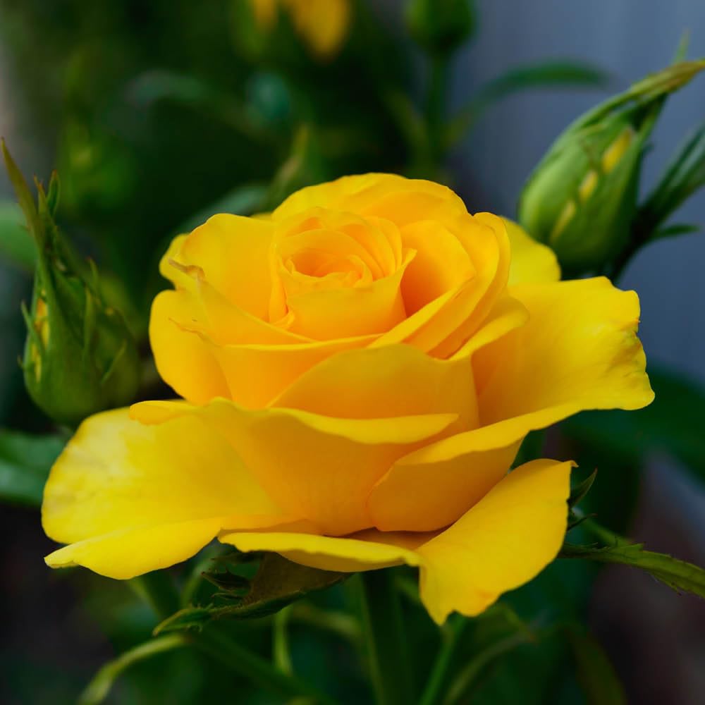 Harkness Rose 'You Are My Sunshine' ™, 4 Litre Potted