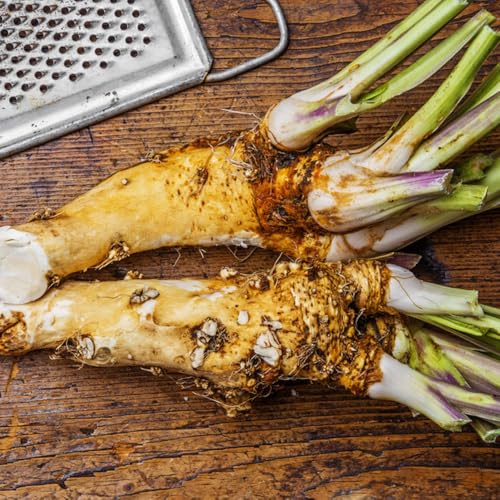 semi di rafano resistenti - balcone esotiche giardino 300pcs