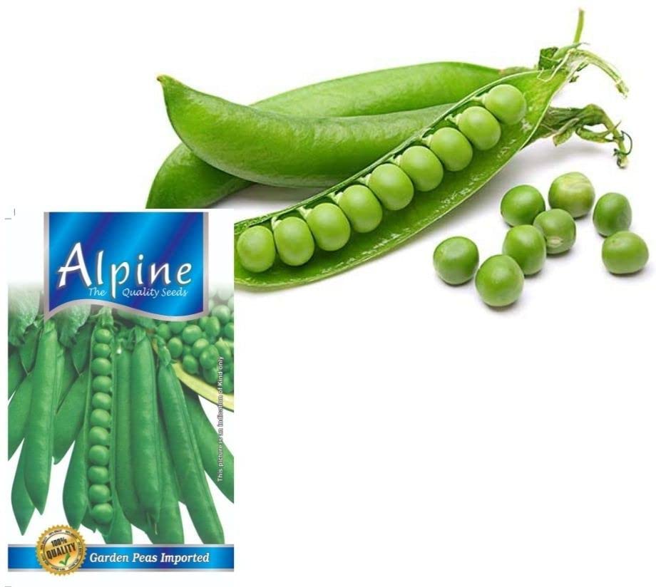 HYBRID PEAS (MATAR) SEEDS hybrid seeds kitchen garden (70 SEEDS/PACKET) (B09ZF56CDG) Amazon Price History, Amazon Price Tracker