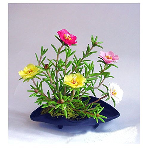 OhhSome Flower Seeds: Portulaca Grandiflora Double Mix Flower Seeds of Summer Garden [Home Garden Seeds Eco Pack Plant Seeds - Eco" (B07Y87Q8HK) Amazon Price History, Amazon Price Tracker