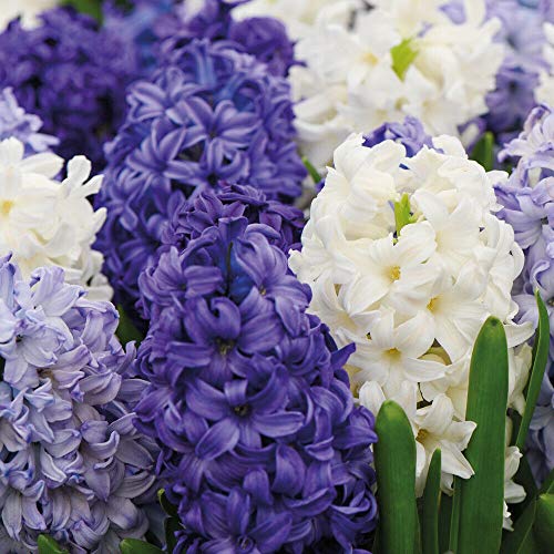 Hyacinth Indoor Bulbs Hardy Plant, ‘Rhapsody in Blue’ Mixture, Fragranced Blue Purple and White Blooms, Easy to Grow Your Own Houseplants, Supplied as 16x Hyacinth Bulbs by Thompson & Morgan
