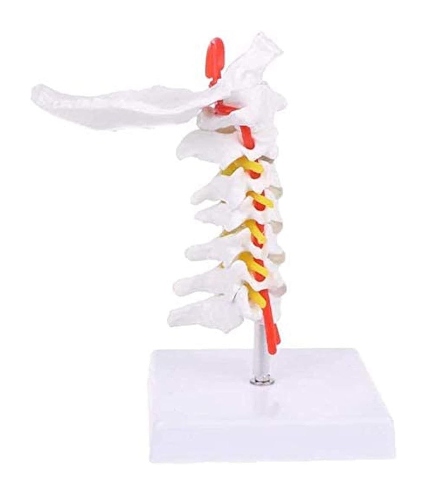 Colonne cervicale humaine modèle anatomique pour simplifier l'étude
