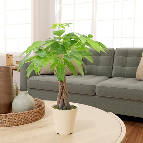 Image of Live Braided Money Tree Pachira Aquatica Indoor Houseplant in Arcadia Garden Product's Branded Plastic Pot, Tropical Plant Collector Gift for Home and Garden Decor, 4-in, Beige