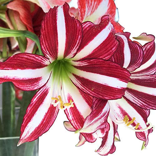 Easy to Grow Amaryllis Santiago 1 Plant Bulb - Red & White Striped Flowers Indoor Winter Holiday or Outdoor Spring Blooms Easy to Grow Amaryllis Santiago 1 Plant Bulb - Red & White Striped Flowers Indoor Winter Holiday or Outdoor Spring Blooms