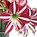 Exotic Amaryllis Bulb Red and White Amaryllis Santiago - 26/28cm Bulb - Outstanding Indoor Blooms, FRAGRANT!