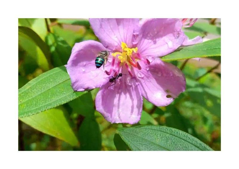 Stk - 30x Melastoma malabathricum Melastoma denticulatum Garten Pflanzen Samen ID1438 - Seeds Plants Shop Samenbank Pfullingen Patrik Ipsa - Image 8