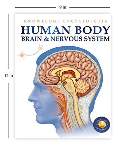 Image of Human Body - Brain And Nervous System: Knowledge Encyclopedia For Children