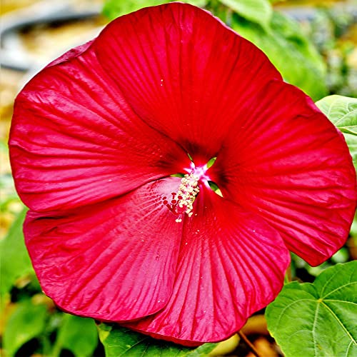 Qauzuy Garden 10 Red Hibiscus (Hardy Tropical Hibiscus) Rose Mallow Seeds, Non-Gmo Heirloom Flower Seeds, Striking Perennial Hardy Exotic Tropical Flower #TOP1