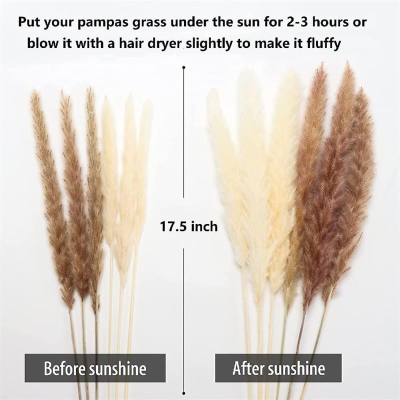 Pampas Grass Large 60pcs Dried Pampas Grass Decor miniatura 5