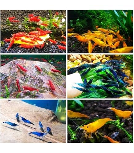 5x Assorted Live HIGH grade Freshwater Shrimp, 5 Count, Vibrant Mixed Colors for Aquarium 1.5cm