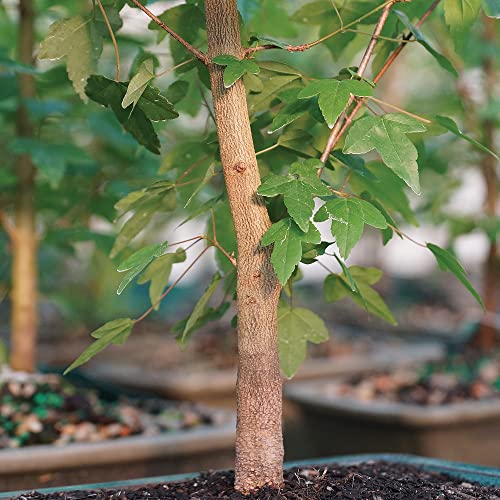 Maple Live Bonsai Tree